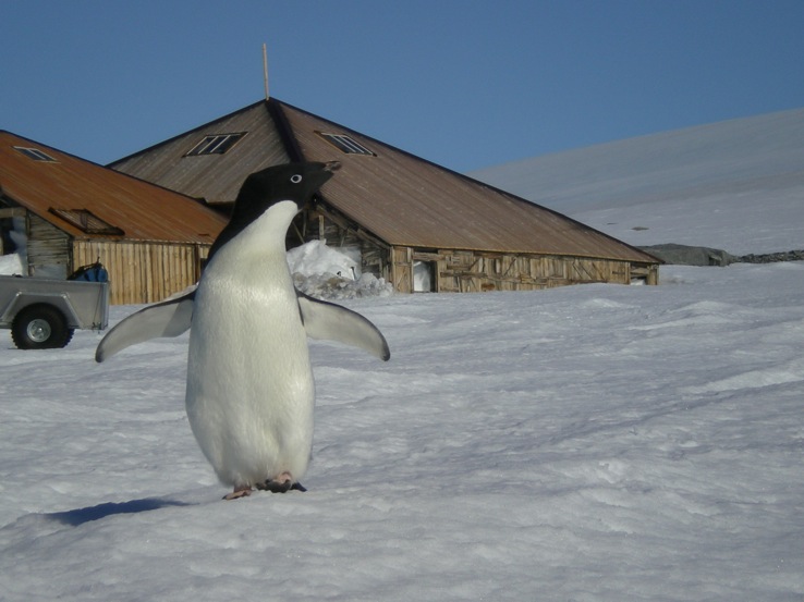 In my 4 visits here, we have only luckily ever encountered penguin and seals as visitors.